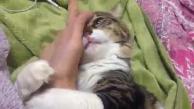 Cat Hugs Owner's Arm