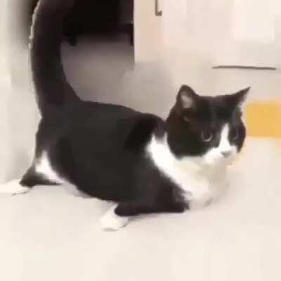 Blursed_cat