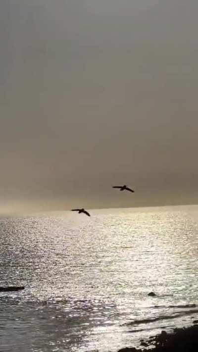 🔥 Ravens are monogamous and couples do synchronised joy flights to deepen their bond..