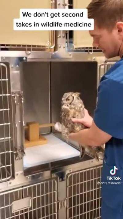 Expert Owl Caging Technique