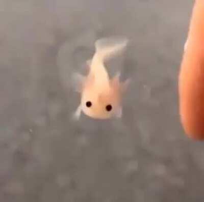 This tiny baby axolotl was enjoying a swim