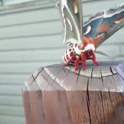 Cecropia moth is the largest moth found in North America