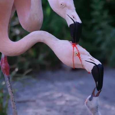 Flamingo's feeding