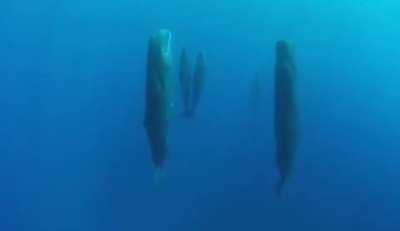 Sperm whales sleeping vertically