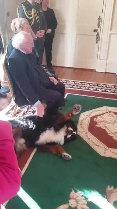 The president of Ireland always has his dog with him