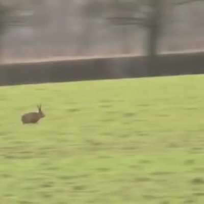 The way this hare escapes is stunning