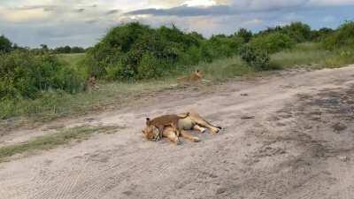 Lion cub sneak level 100