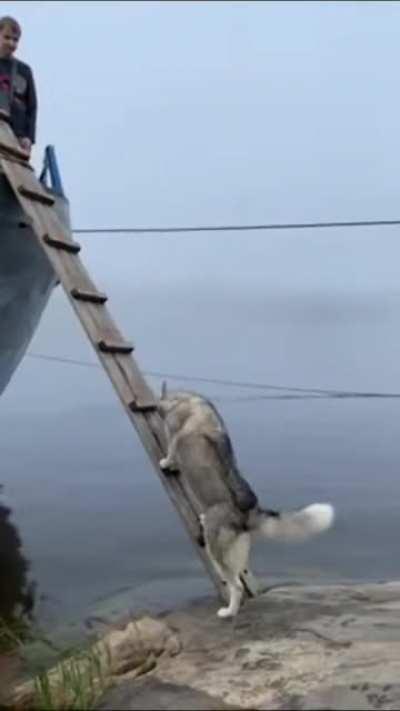 Husky figuring out how to climb a ladder!