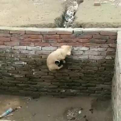 Two-month-old puppy is a master of parkour