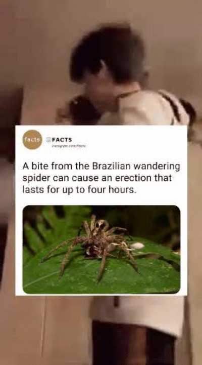 spider be wildin in Brazil