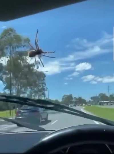 The Australian hitch-hiker