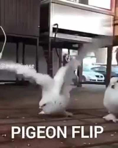 Pigeon doing a flip