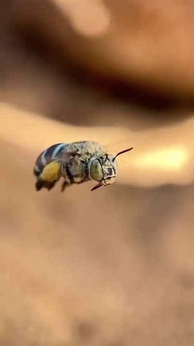 Watching this bee calmly hover