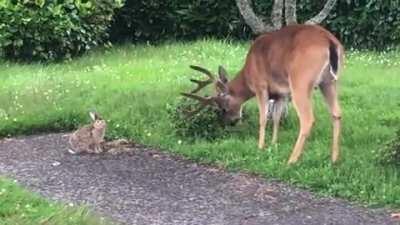 🔥 A buck and a rabbit hanging out together 🔥