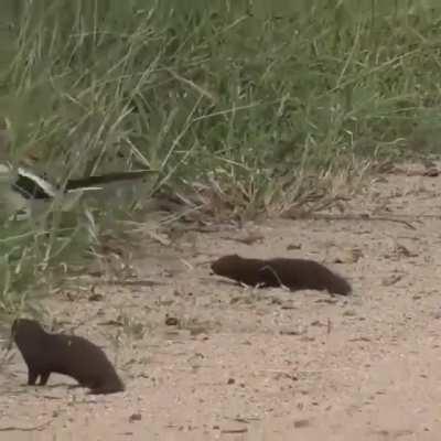 The best actor award goes to this mongoose