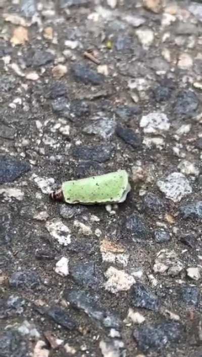 This caterpillar I found using a leaf to hide from birds...