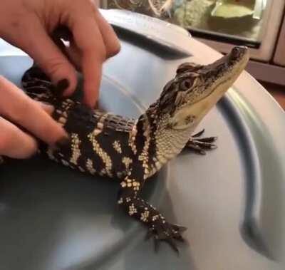 Baby Croc go ur ur ur