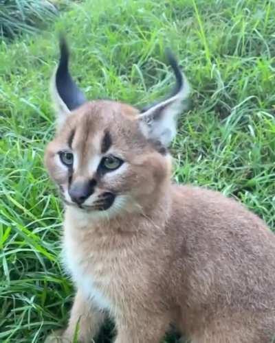 A most majestic ear flick.