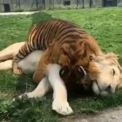 Friendship between tiger and lion