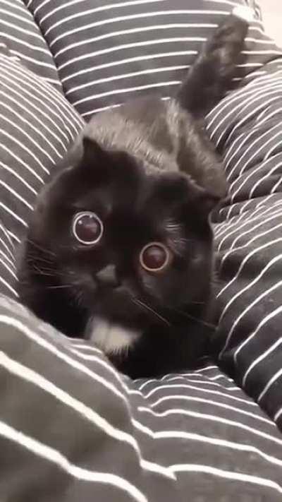 The cat's eyeballs