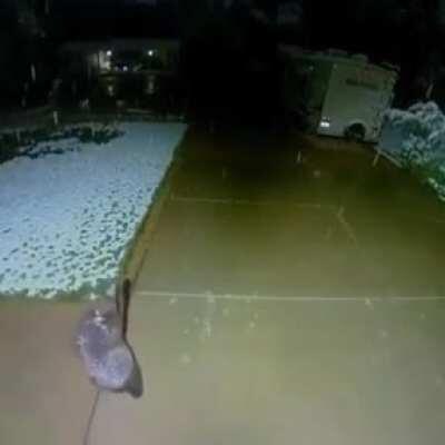 Bear cub pausing to play with snow in someone's backyard