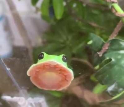 🔥 This is how tree frogs can stick to leaves like glue