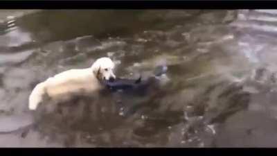 Dog wait patiently to catch a huge catfish