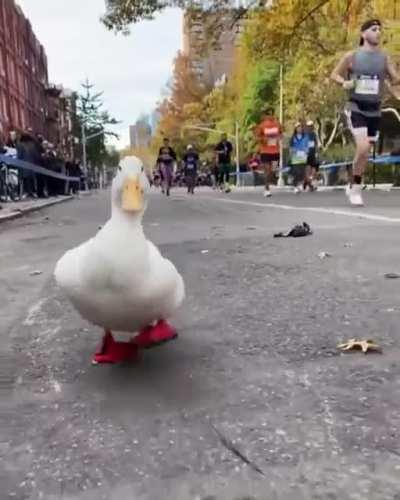 This duck running in the NY marathon with his own little running shoes