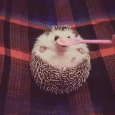 Grumpy Hedgehog Gets Treat