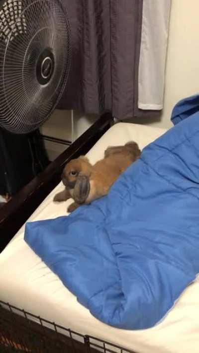 Came back to my room after using the bathroom really quick. Was so surprised to find her on my bed chilling in front of the fan😂 I think she was waiting for the right timing to go on my bed cause she is usually not allowed up there lol