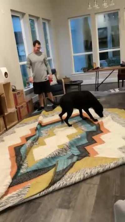 The dog thought the new rug was for him…