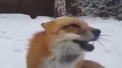 Boop that fox