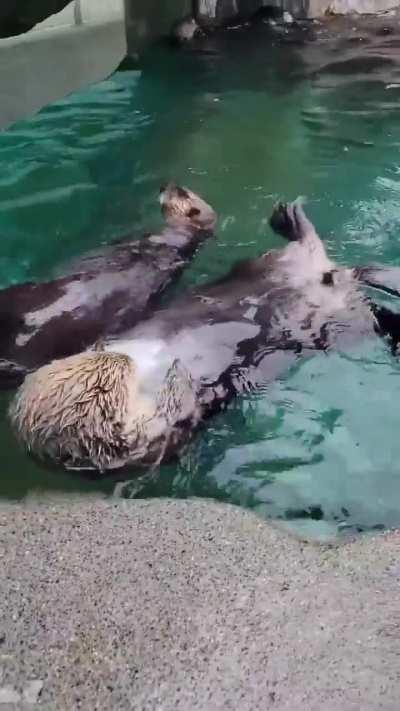 Sea otter trying to break a treat out of an ice block (Not sure about the source?)