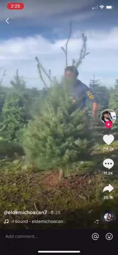 Tree trim