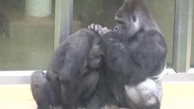 Kiyomasa the Gorilla, almost a teenager, reluctantly accepts a grooming session from his caring dad: unlike other apes and monkeys, grooming among Gorillas doesn't indicate social status. Even the dominant silverback grooms his family members