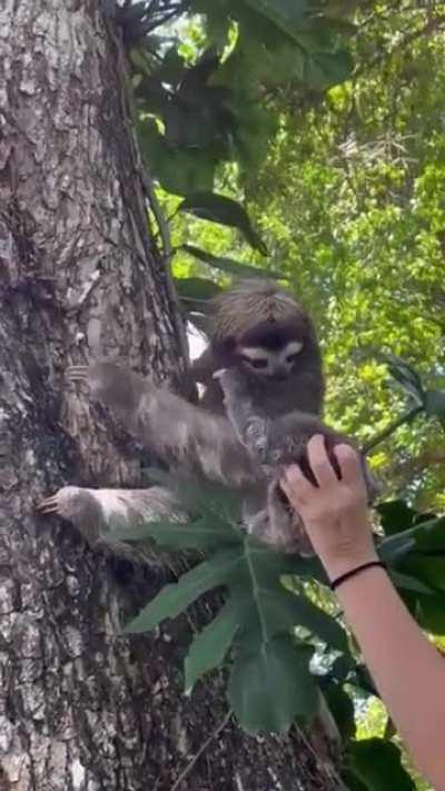 Baby sloth reunited with its mom