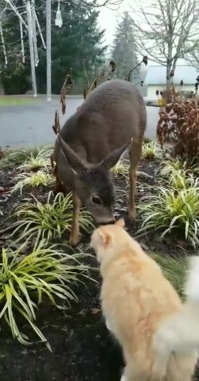 Walked out of my house to find a deer licking my cat