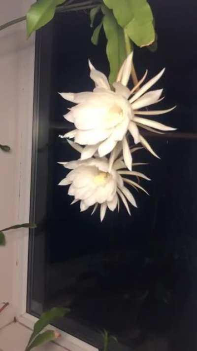 Time lapse of 2 Queen Of The Night (Epiphyllum oxypetalum ) blooms