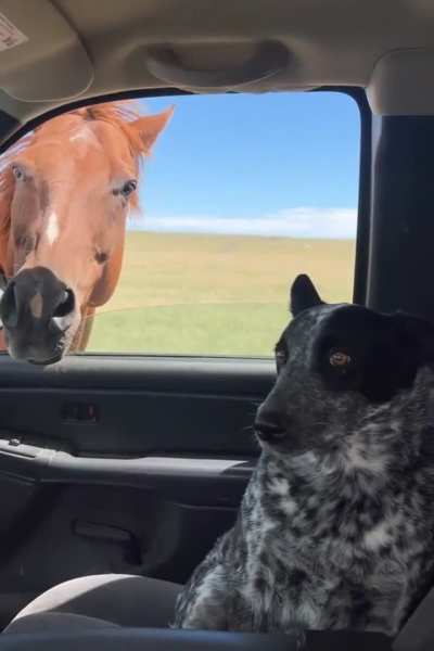 Roper doesnt know what to think of the horses yet 😅😂