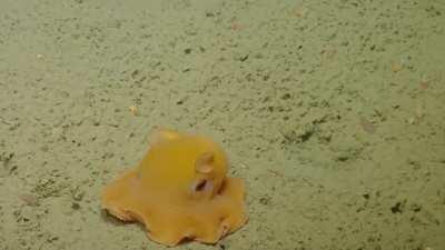 This shy dumbo octopus that the EvNautilus team is observing