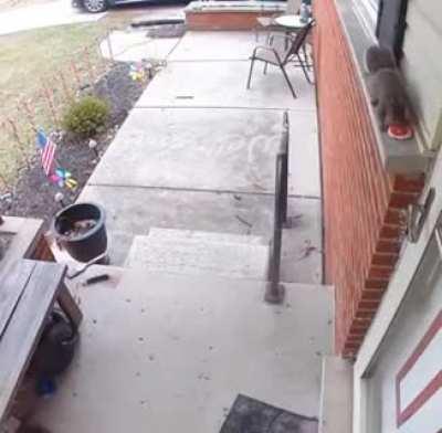 Squirrel leaves a sweet treat for its human friend.