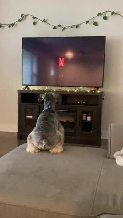 Dog hates Netflix