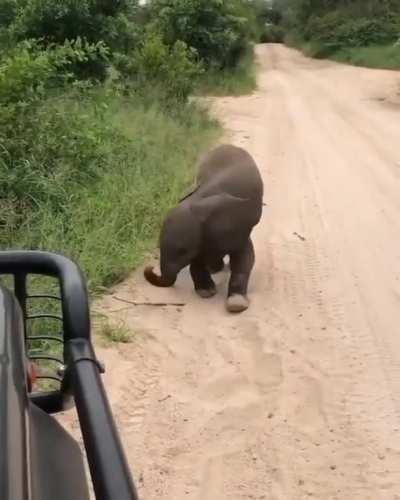 This baby elephant practicing his charge is too cute 🐘