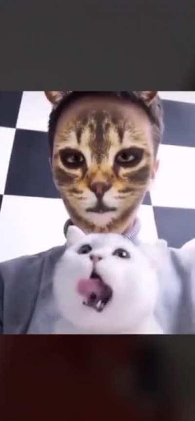 Cats reacting to cat filter.