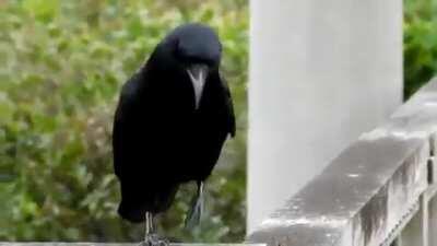 A sassy crow