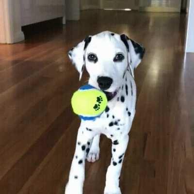 Cute dalmatian has a ball