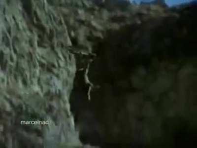 Golden eagle hunts mountain goats by dragging them off cliff