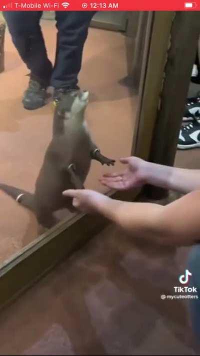 Otter hand