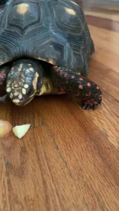 She’s not “cuddly” like most. But she’s been by my side for 11 years. Meet Terry the tortoise. (Wait till the end for a tort belch)