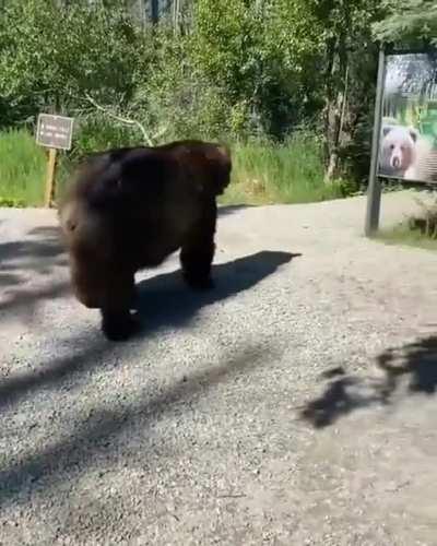 Huge bear walking by tourist at Alaska's Katmai National Park